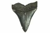 Serrated, Fossil Megalodon Tooth #125329-1